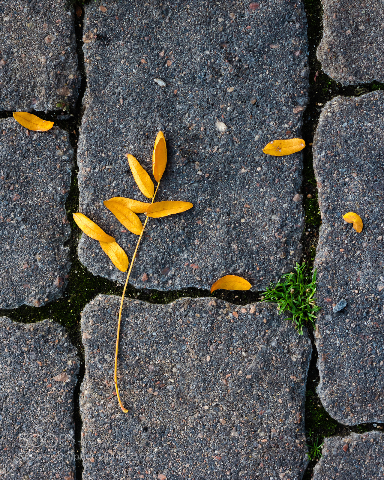 Canon EOS 60D sample photo. Dead leaves on the photography