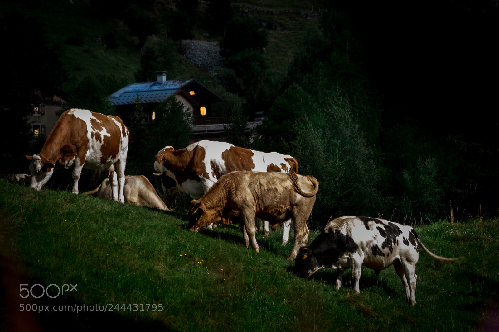 Nikon D810 sample photo. More cows are coming photography