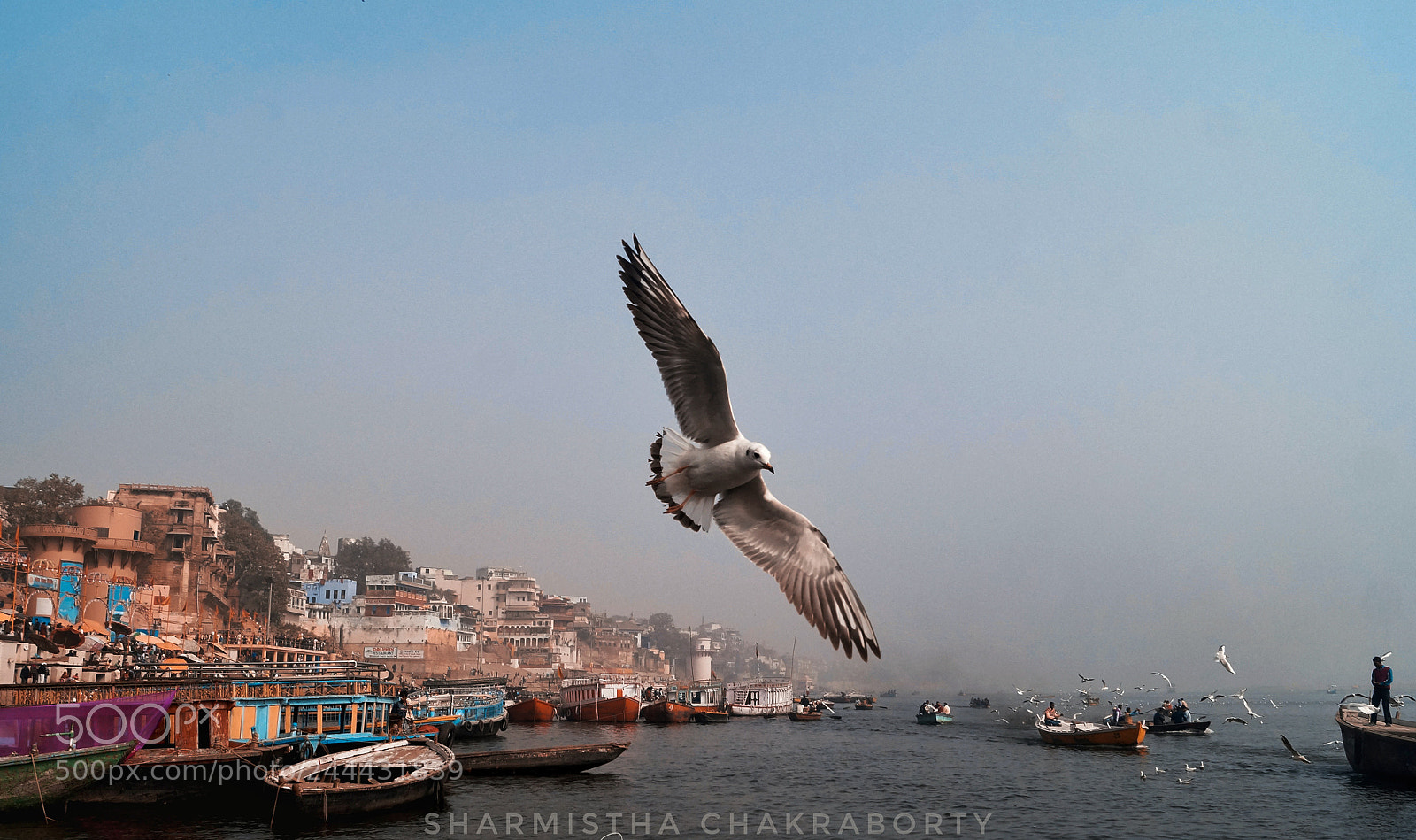 Sony SLT-A58 sample photo. Fly high photography