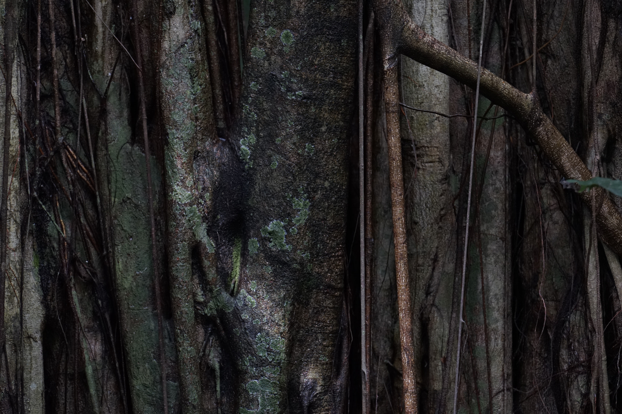 Sony FE 70-300mm F4.5-5.6 G OSS sample photo. Tree texture photography