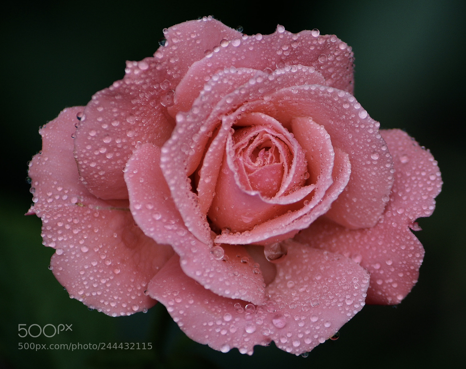 Canon EOS 7D Mark II sample photo. After   the   rain photography