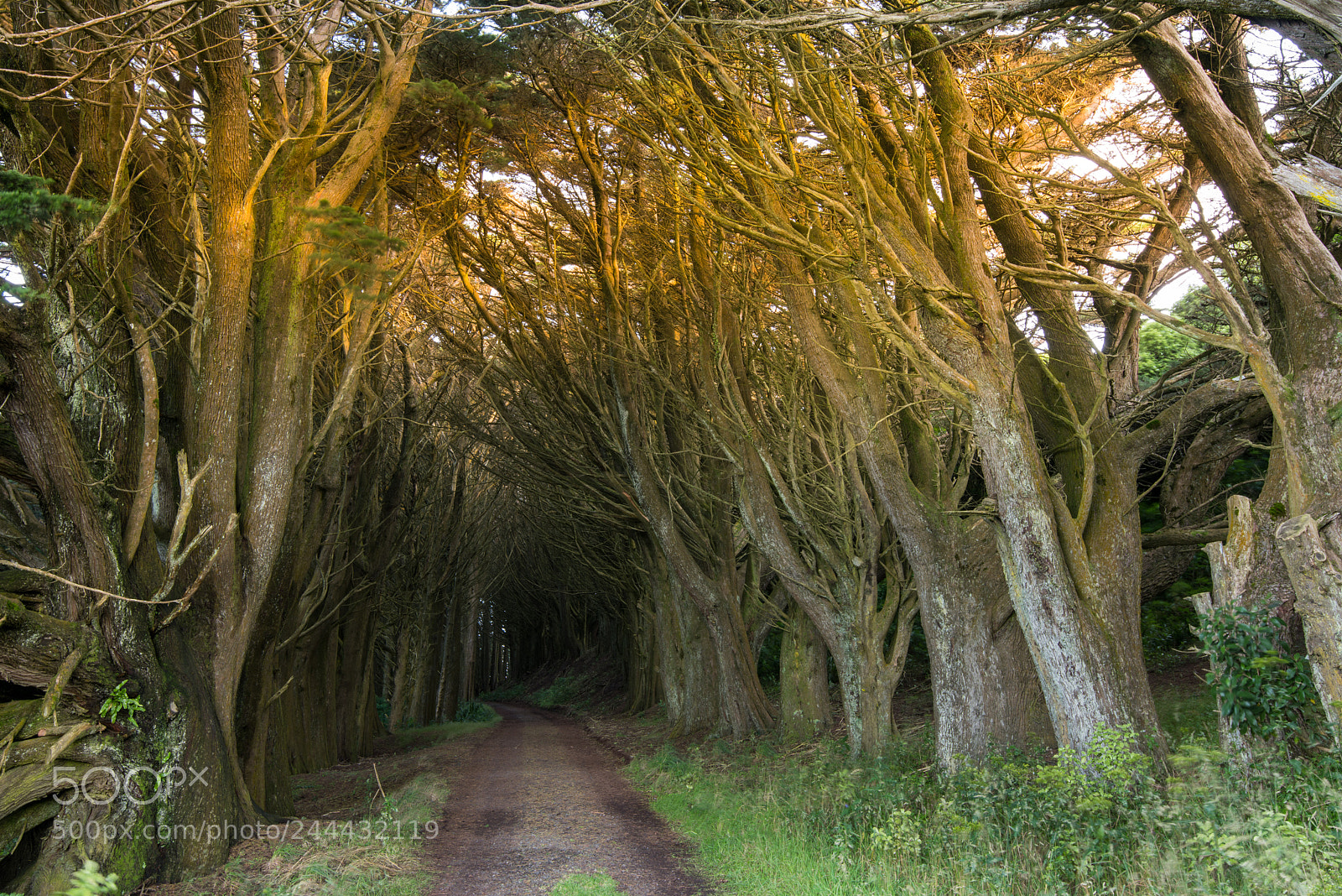 Nikon D810 sample photo. Through the woods photography