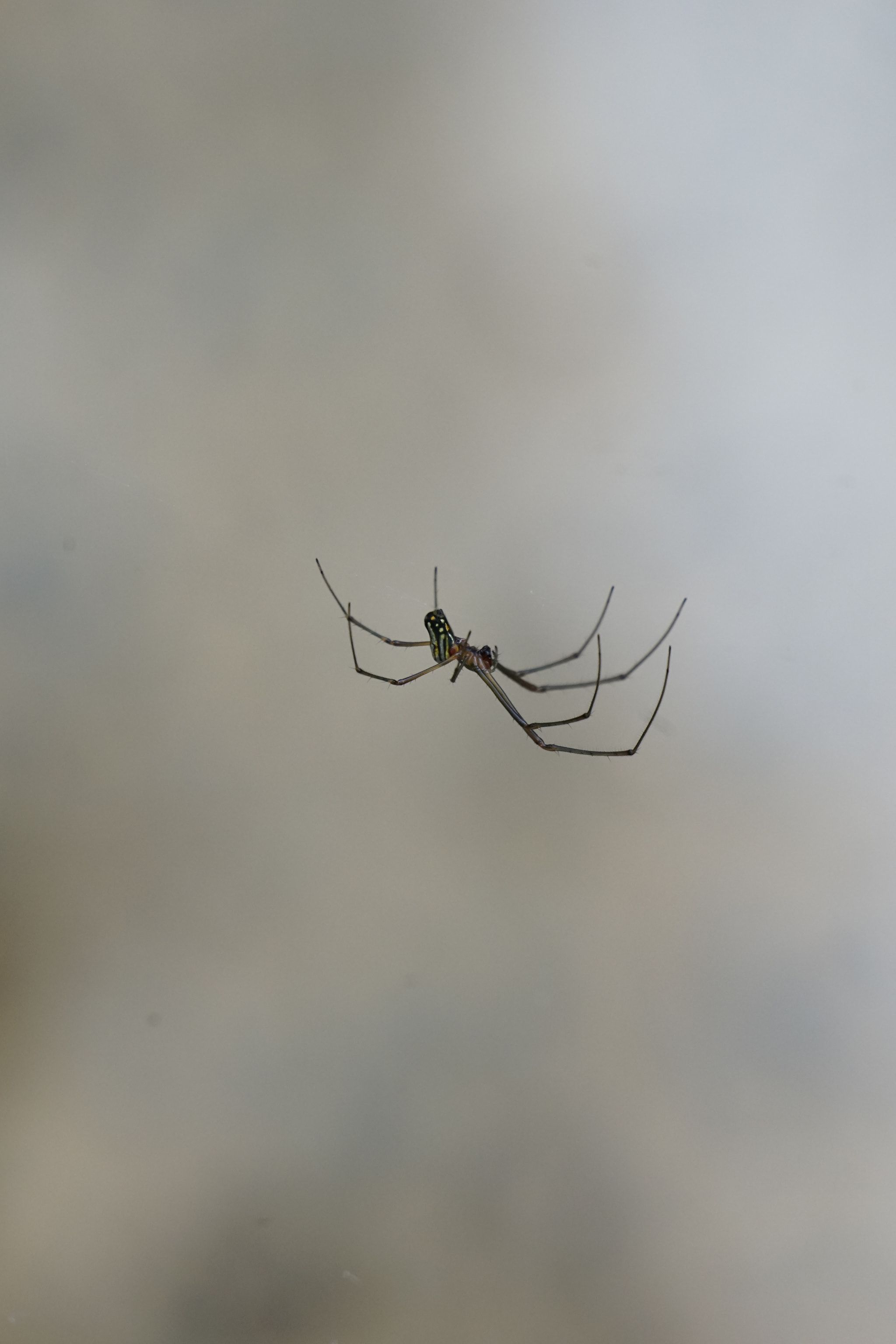 Sony FE 70-300mm F4.5-5.6 G OSS sample photo. Flying spider photography