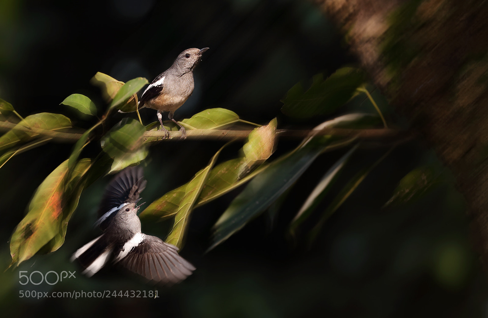Canon EOS-1D X sample photo. 【the forest life ...... 】 photography