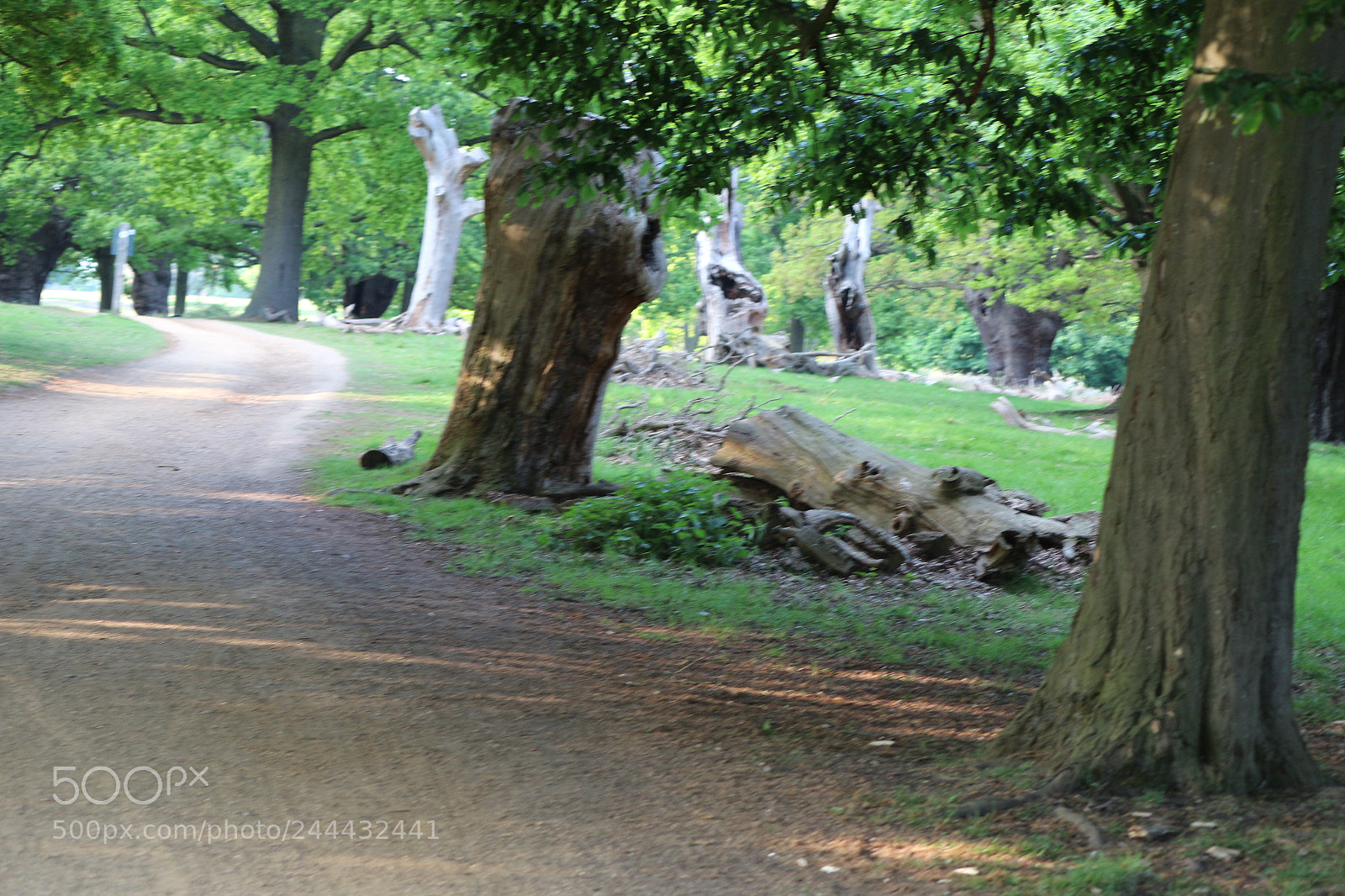 Canon EOS 650D (EOS Rebel T4i / EOS Kiss X6i) sample photo. Img photography