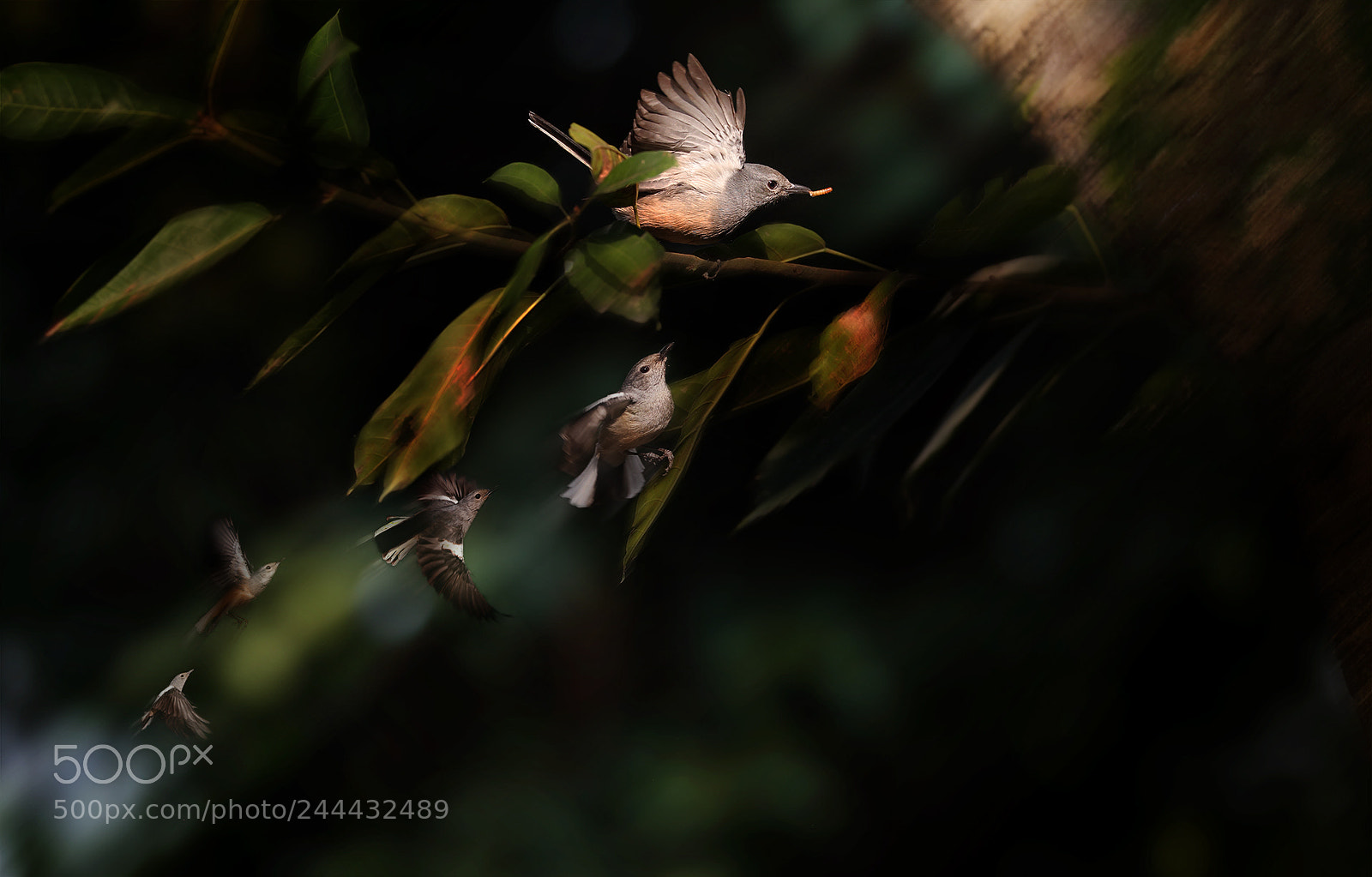 Canon EOS-1D X sample photo. 【the forest dance ......】 photography