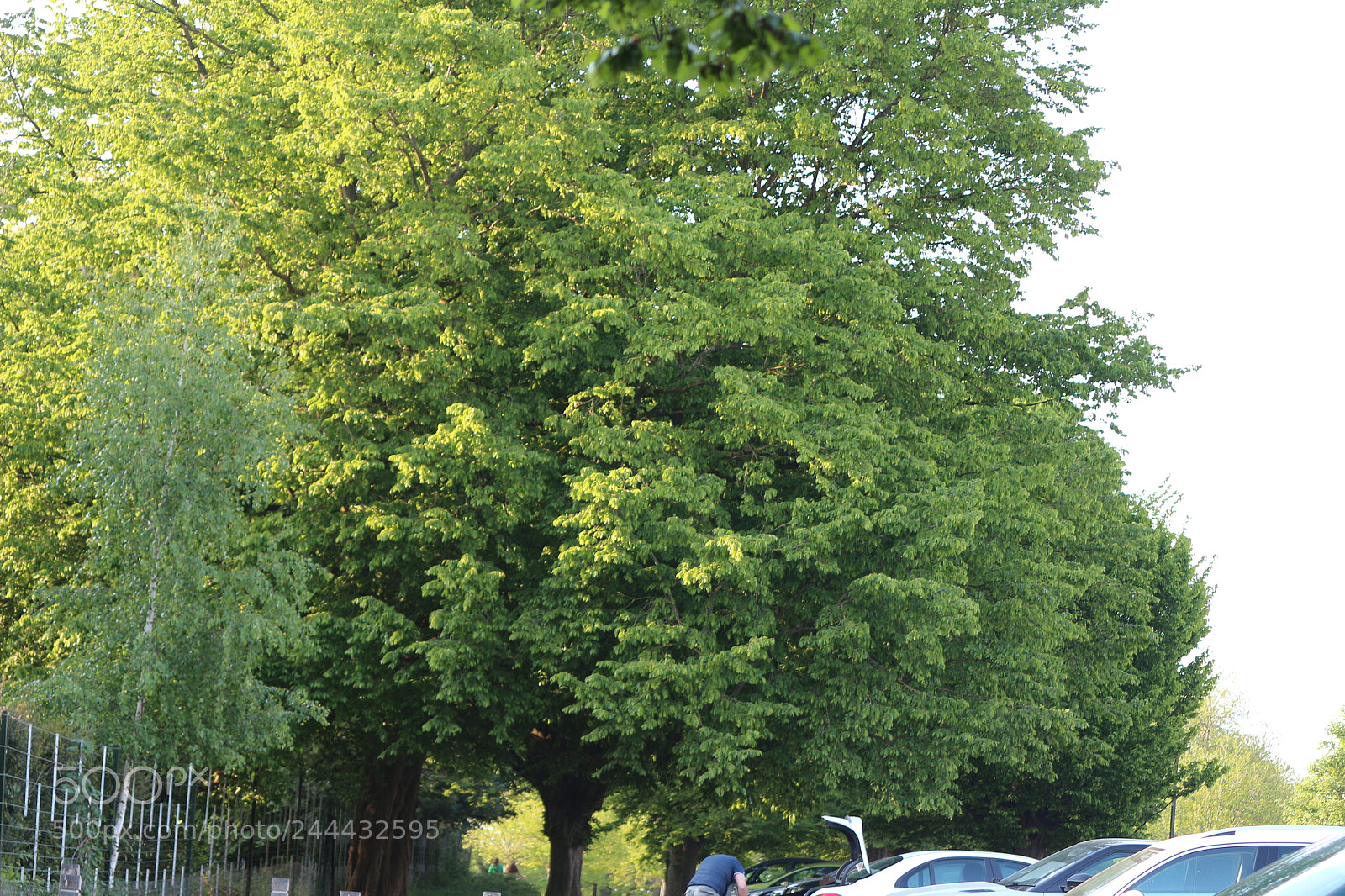 Canon EOS 650D (EOS Rebel T4i / EOS Kiss X6i) sample photo. Img photography