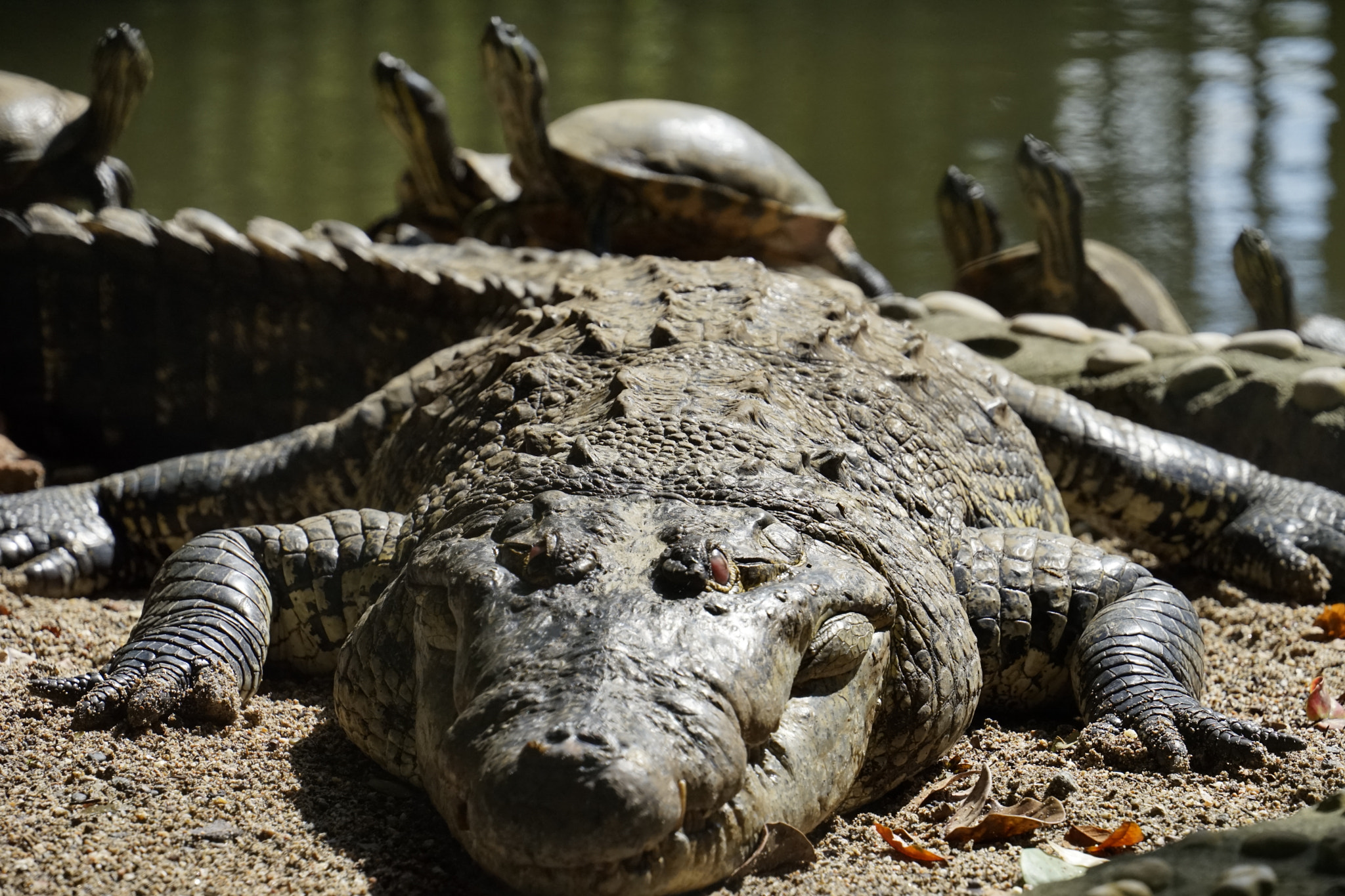 Sony a7 II + Sony FE 70-300mm F4.5-5.6 G OSS sample photo. Crocodile and turtles photography