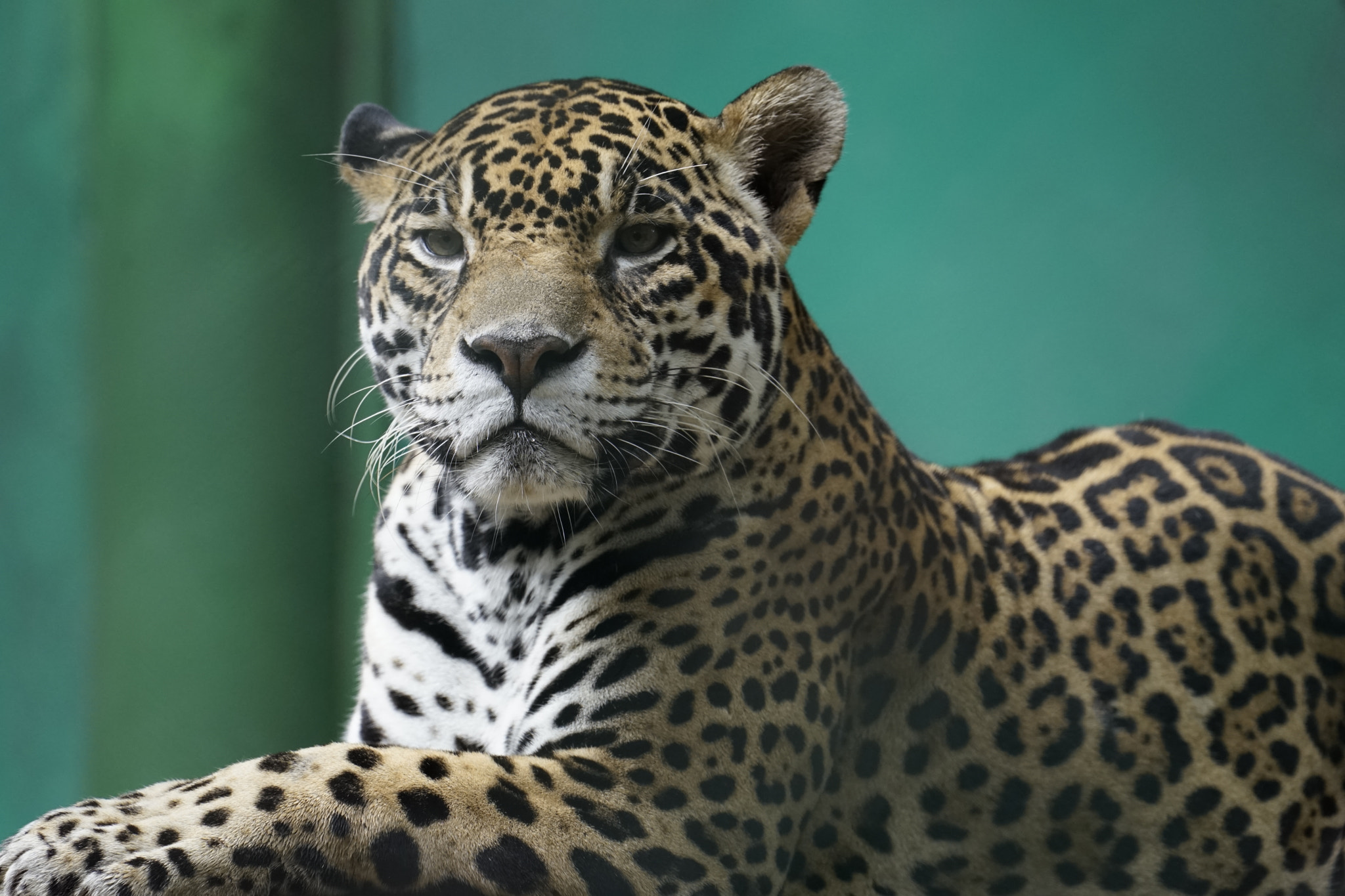 Sony a7 II + Sony FE 70-300mm F4.5-5.6 G OSS sample photo. Jaguar photography