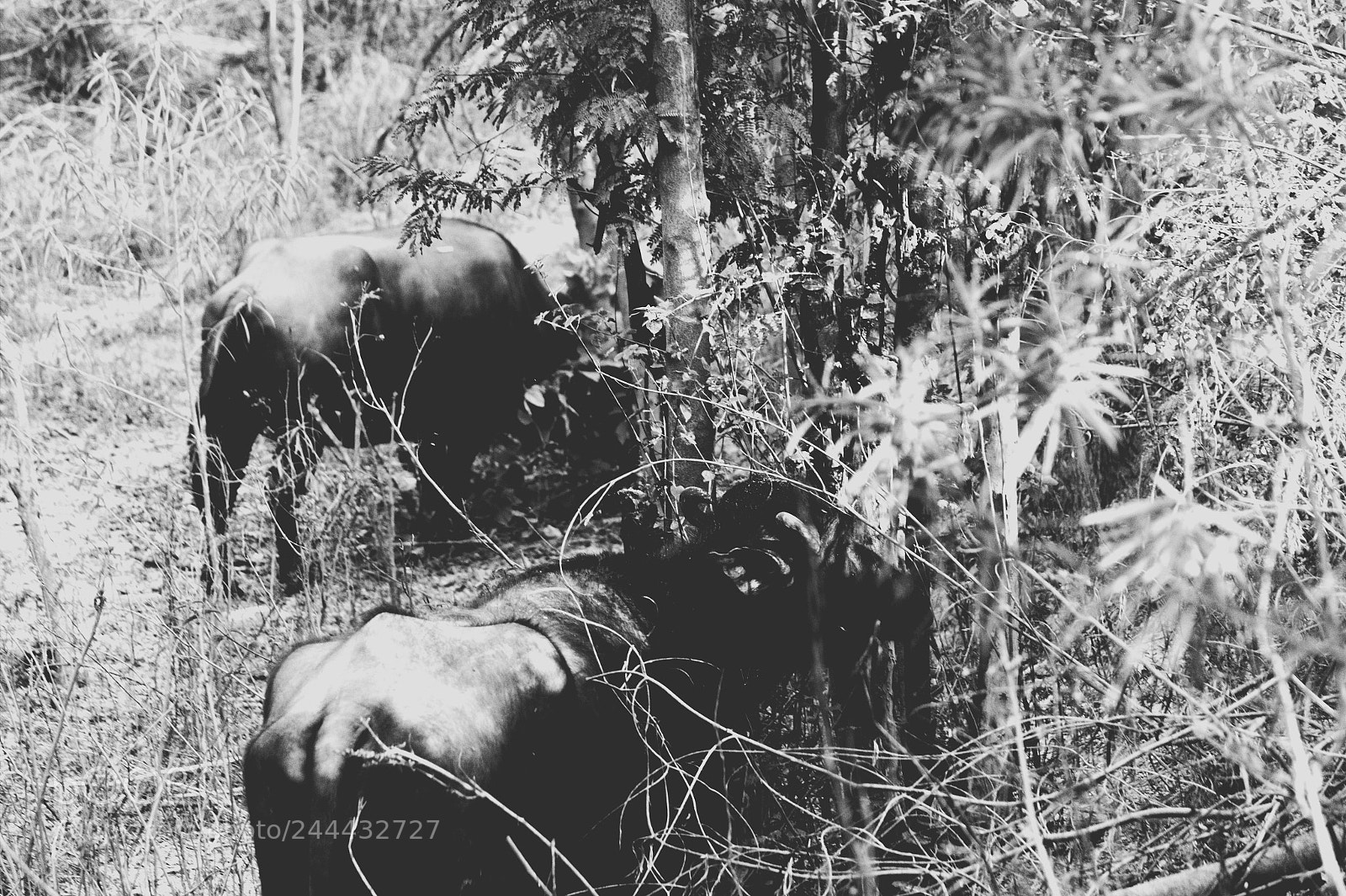Canon EF-S 55-250mm F4-5.6 IS II sample photo. Buffalos photography