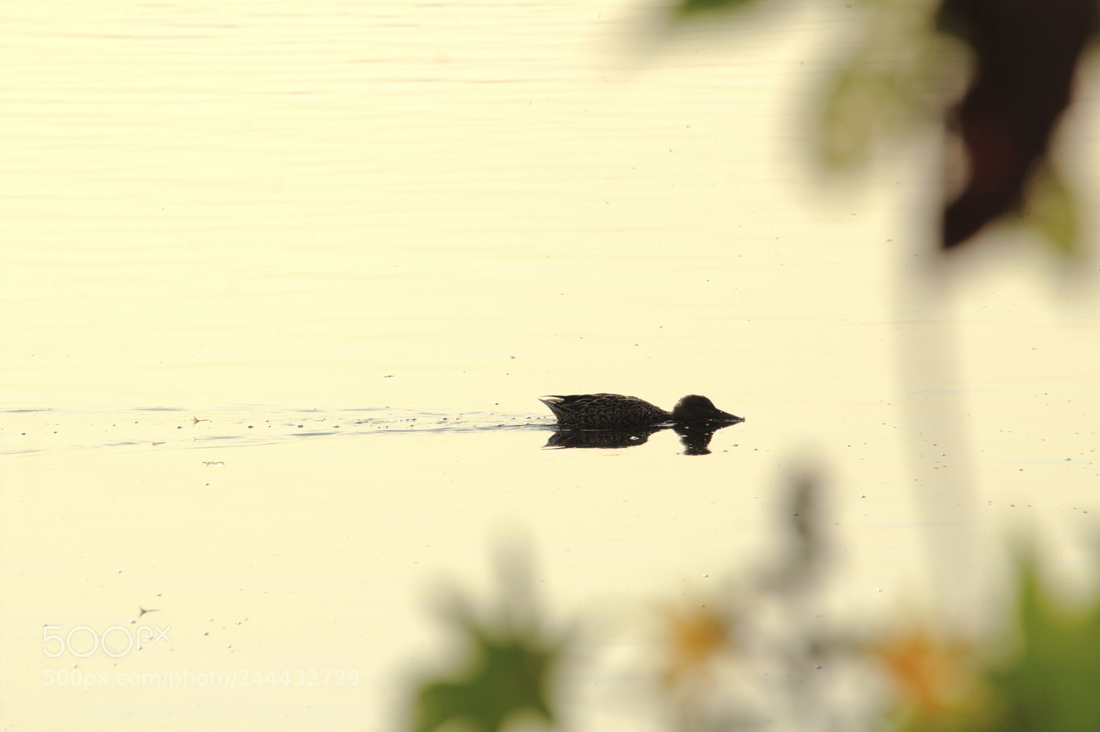 Canon EF-S 55-250mm F4-5.6 IS II sample photo. Spring photography