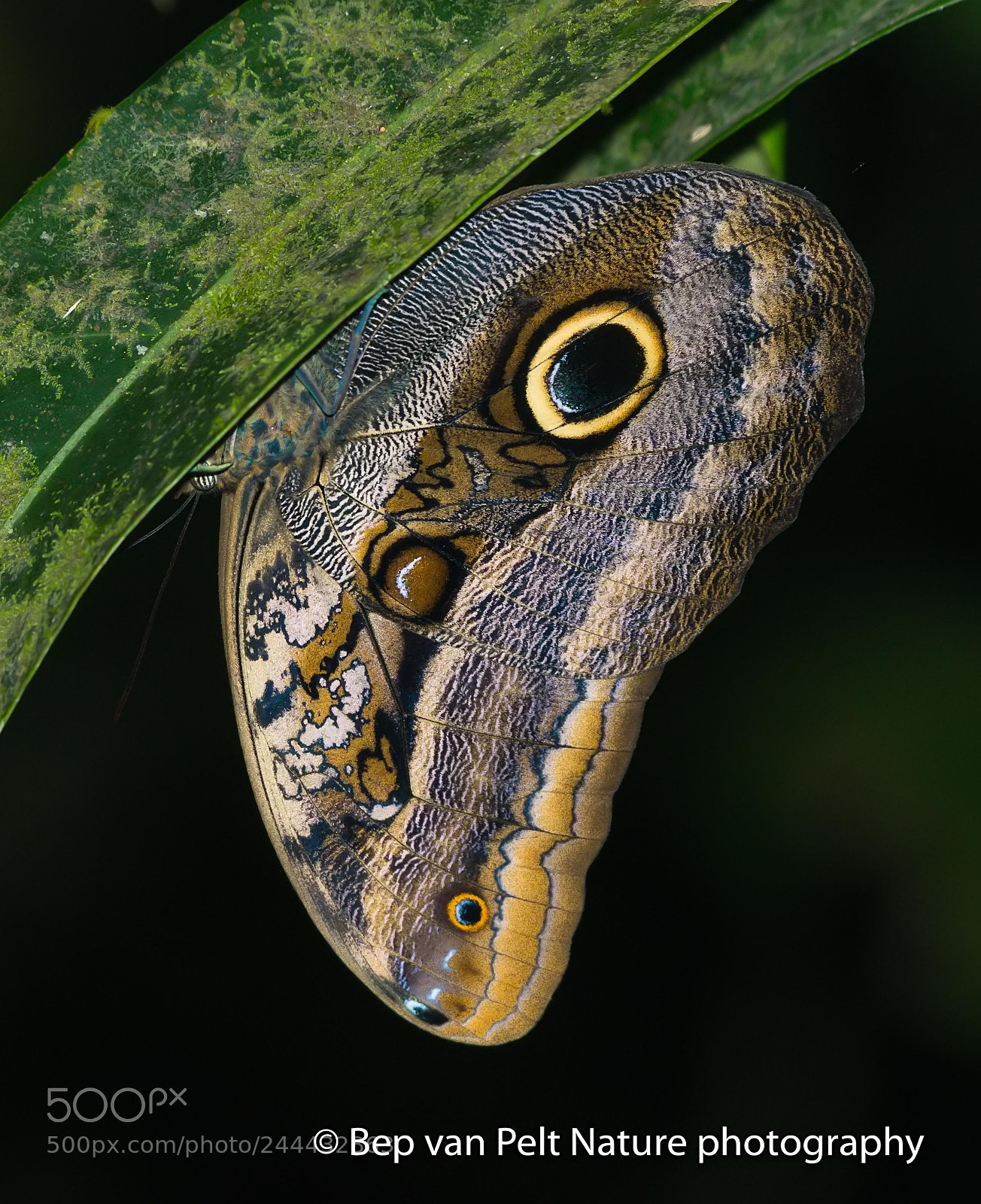 Nikon AF-S Nikkor 200-500mm F5.6E ED VR sample photo. Rest at night photography