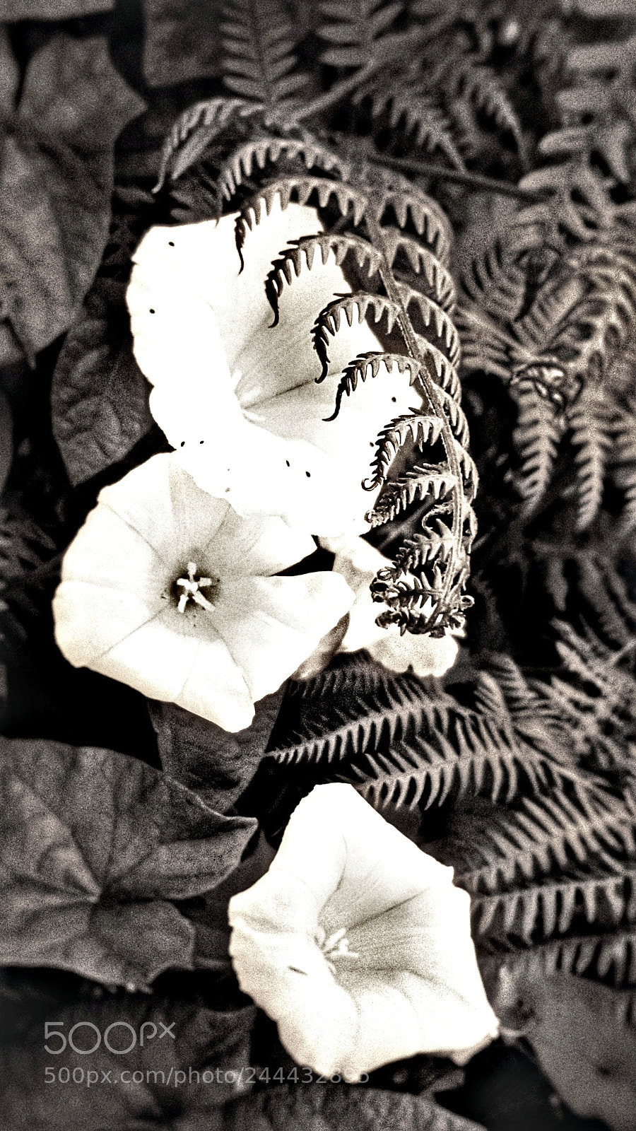 Samsung Galaxy S6 sample photo. Untitled photography