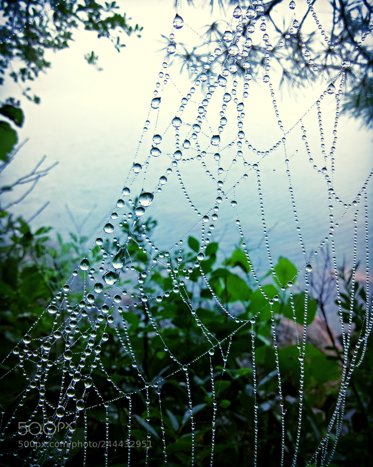 Canon PowerShot SX50 HS sample photo. Untitled photography