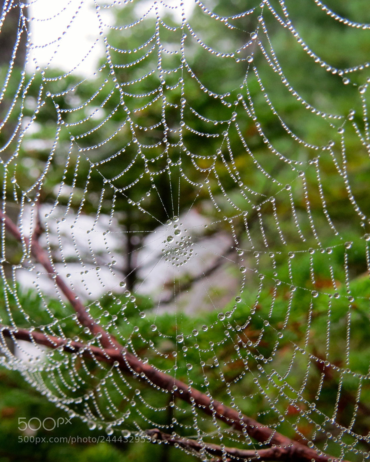 Canon PowerShot SX50 HS sample photo. Untitled photography