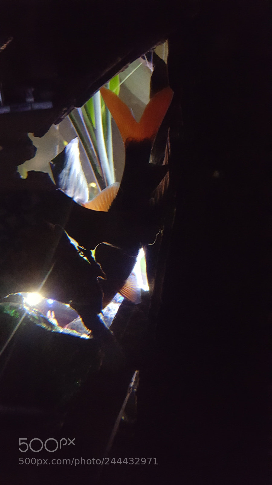Samsung Galaxy S6 sample photo. Red tail at night photography