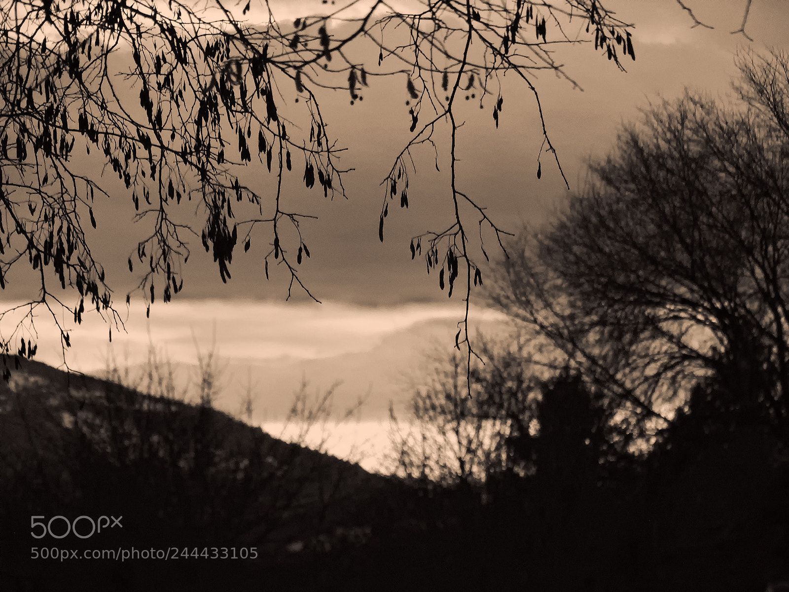 Sony Cyber-shot DSC-HX300 sample photo. Speckle of branches photography