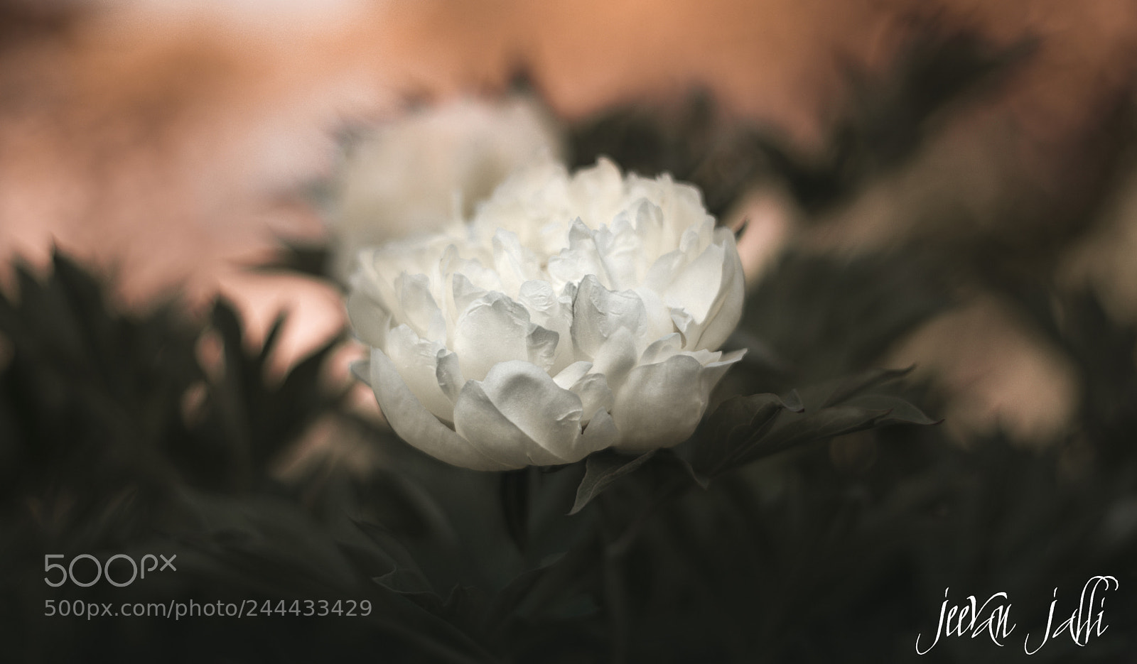 Nikon D3400 sample photo. Itoh hybrid peony photography