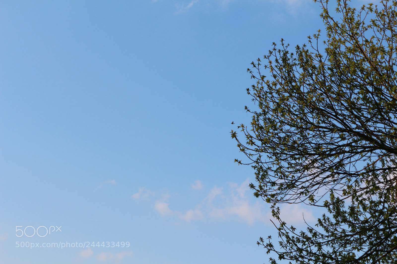 Canon EOS 650D (EOS Rebel T4i / EOS Kiss X6i) sample photo. Img photography