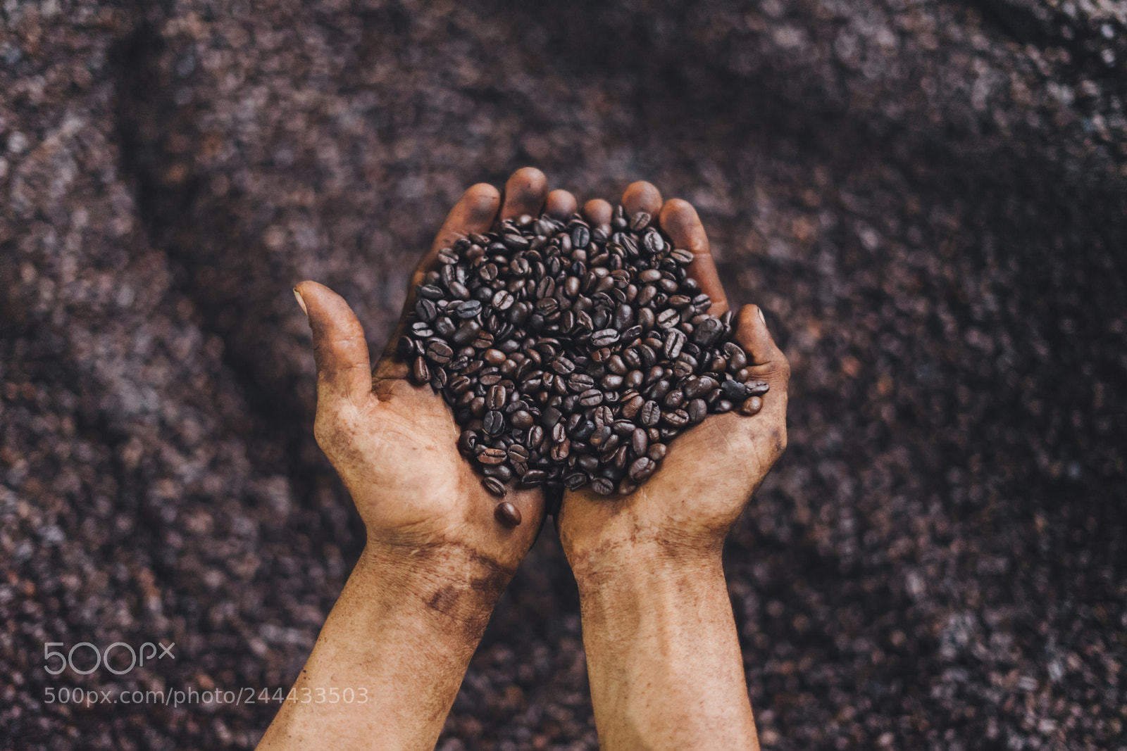 Sony a7 II sample photo. Coffee roaster photography