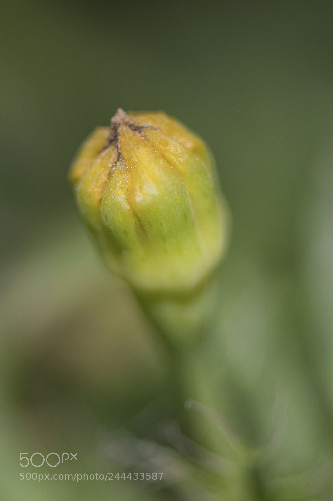 Nikon D500 sample photo. Flower photography