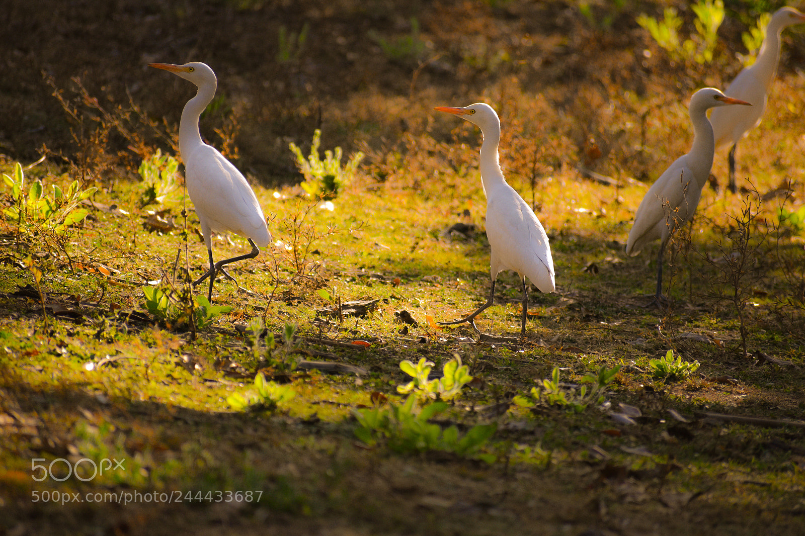 Nikon D3400 sample photo. Great white egrets photography