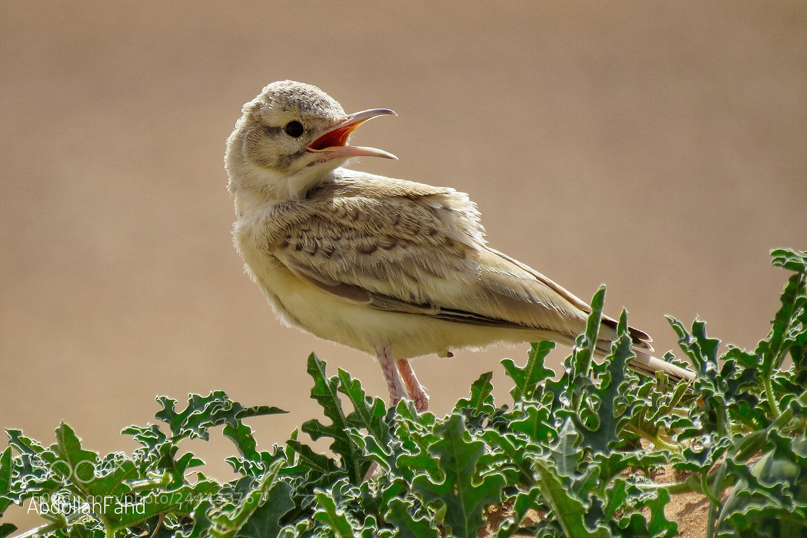 Canon PowerShot SX60 HS sample photo. Greater hoopoe lark المكاء photography