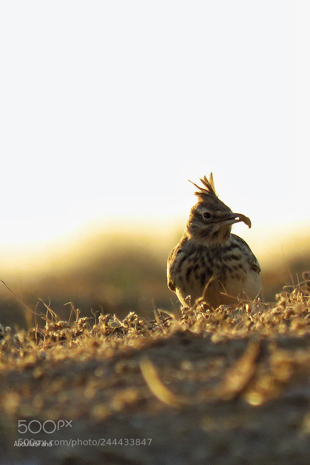 Canon PowerShot SX60 HS sample photo. Crested lark photography