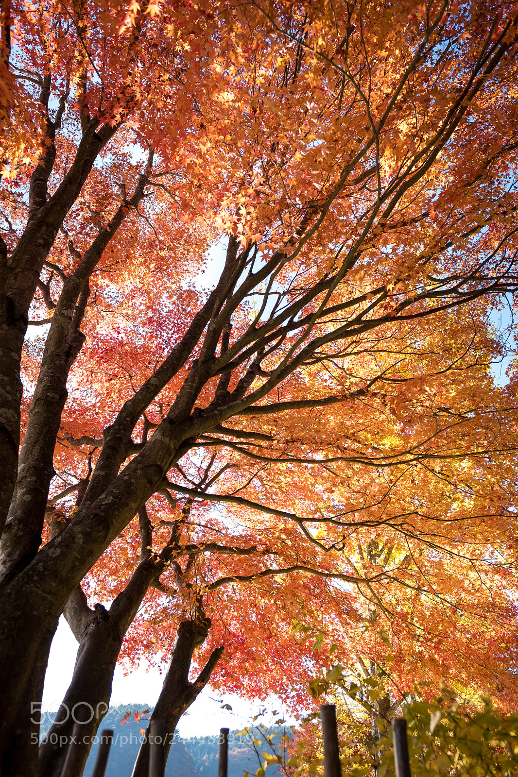 Fujifilm X-T2 sample photo. Fiery autumn foliage photography