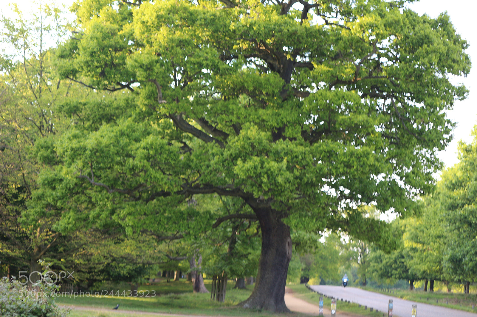 Canon EOS 650D (EOS Rebel T4i / EOS Kiss X6i) sample photo. Img photography