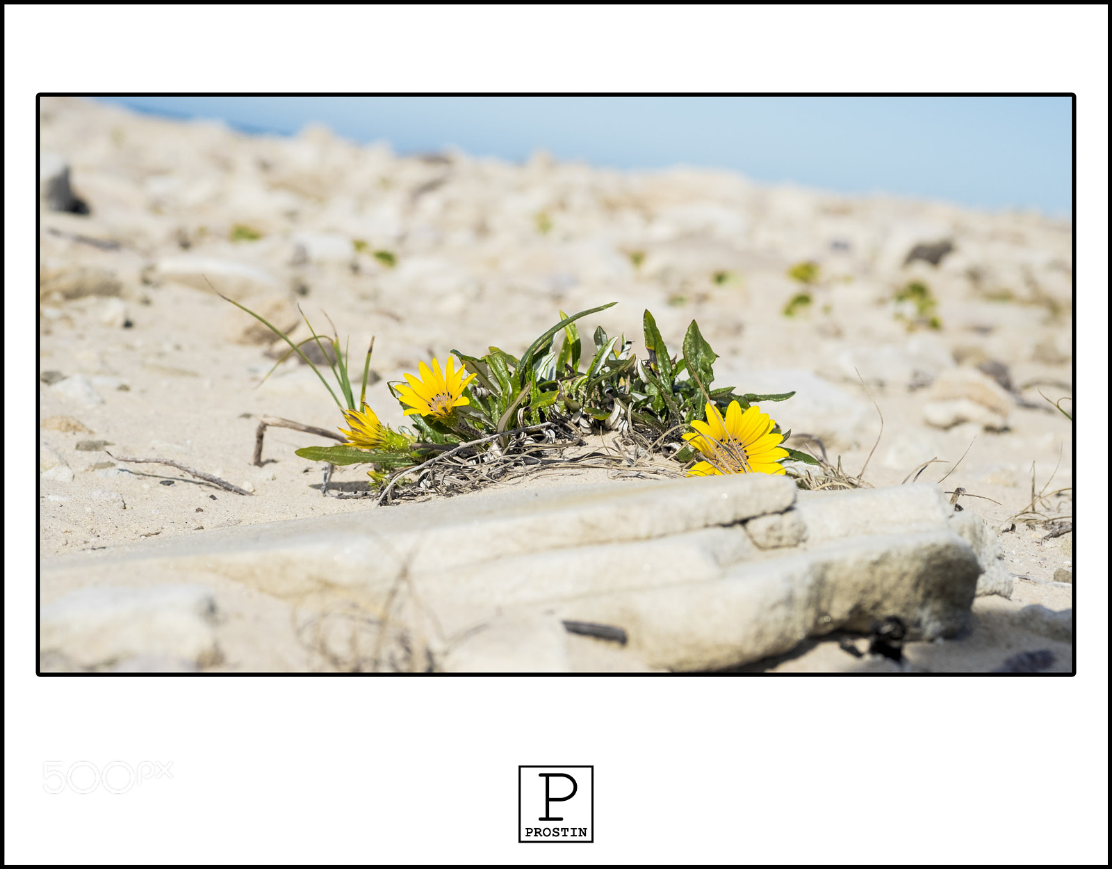 Fujifilm X-T20 sample photo. Desert flowers photography