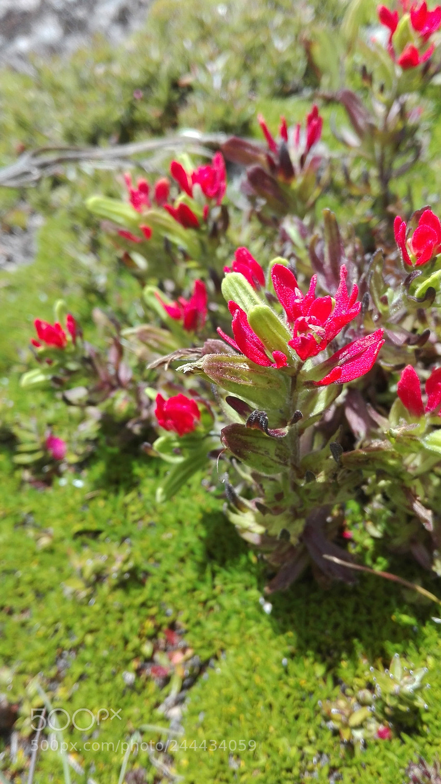 HUAWEI P8 Lite sample photo. Red flowers photography