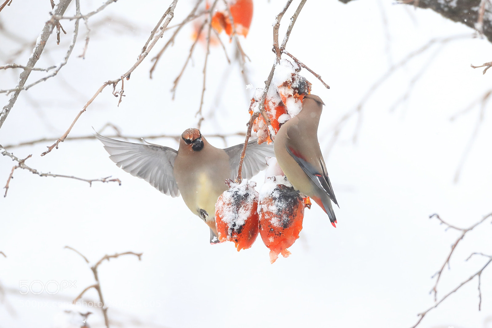 Canon EOS-1D X Mark II sample photo. 雪のヒレンジャク japanese waxwing photography