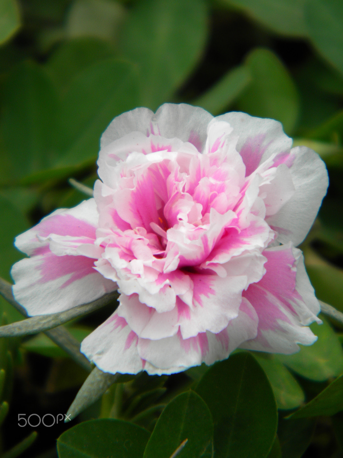 Nikon Coolpix L100 sample photo. Biflora photography