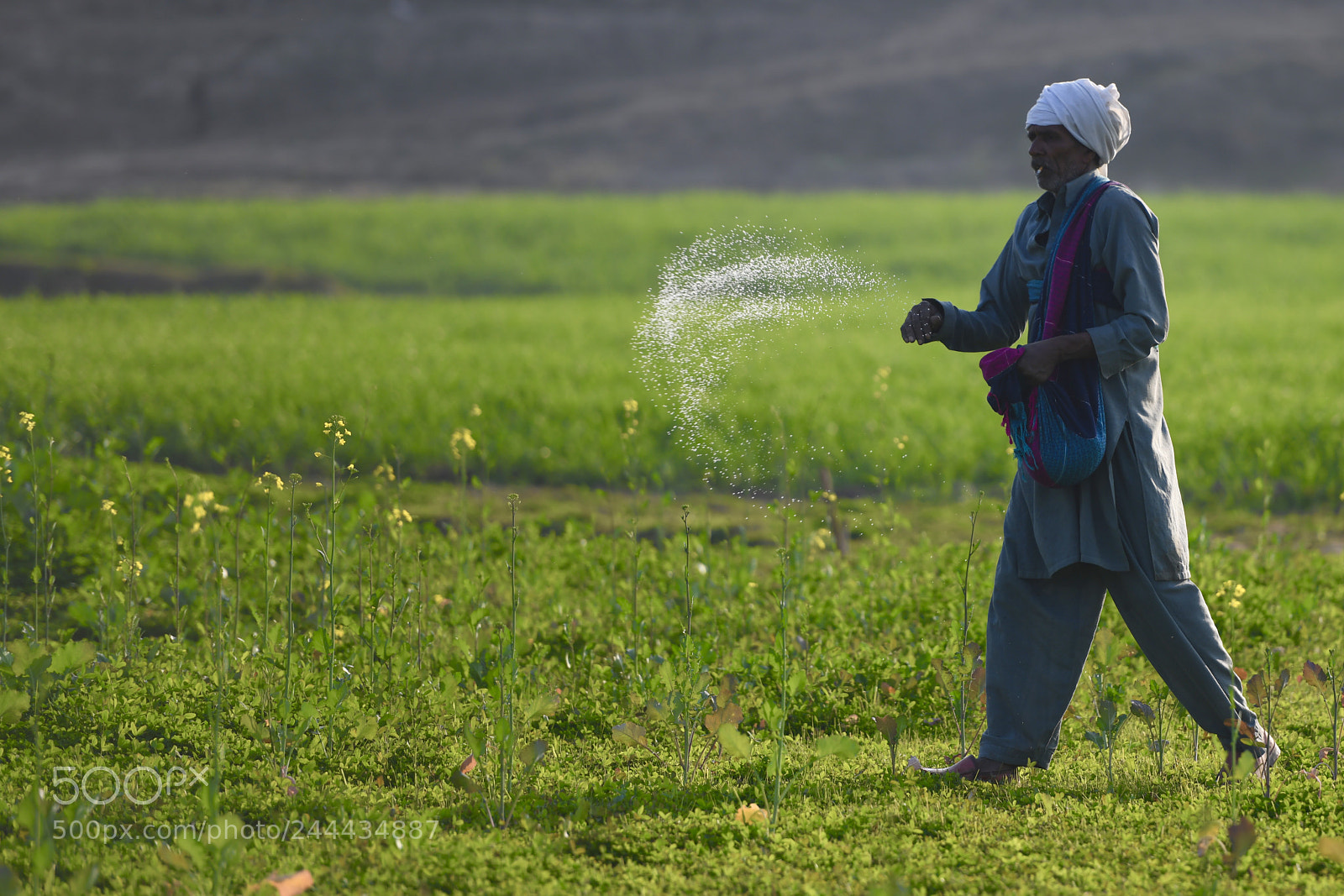 Nikon D850 sample photo. Farmer photography
