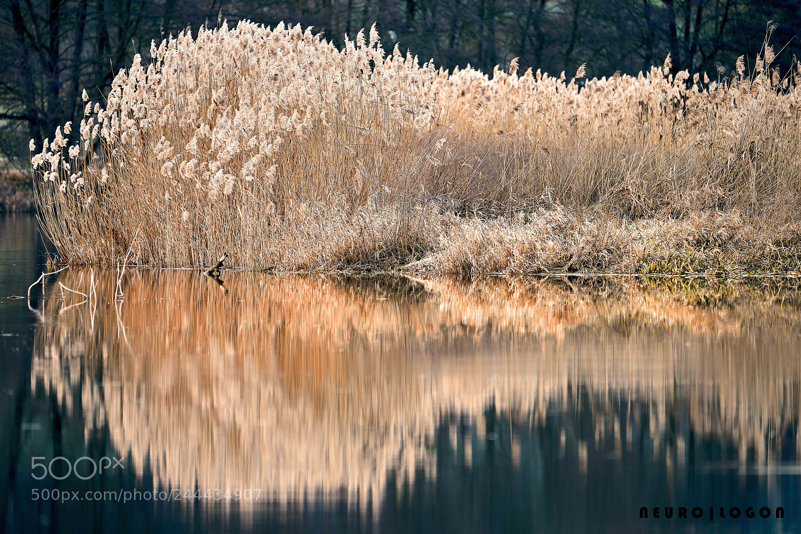 Sony a7R II sample photo. Reeds photography