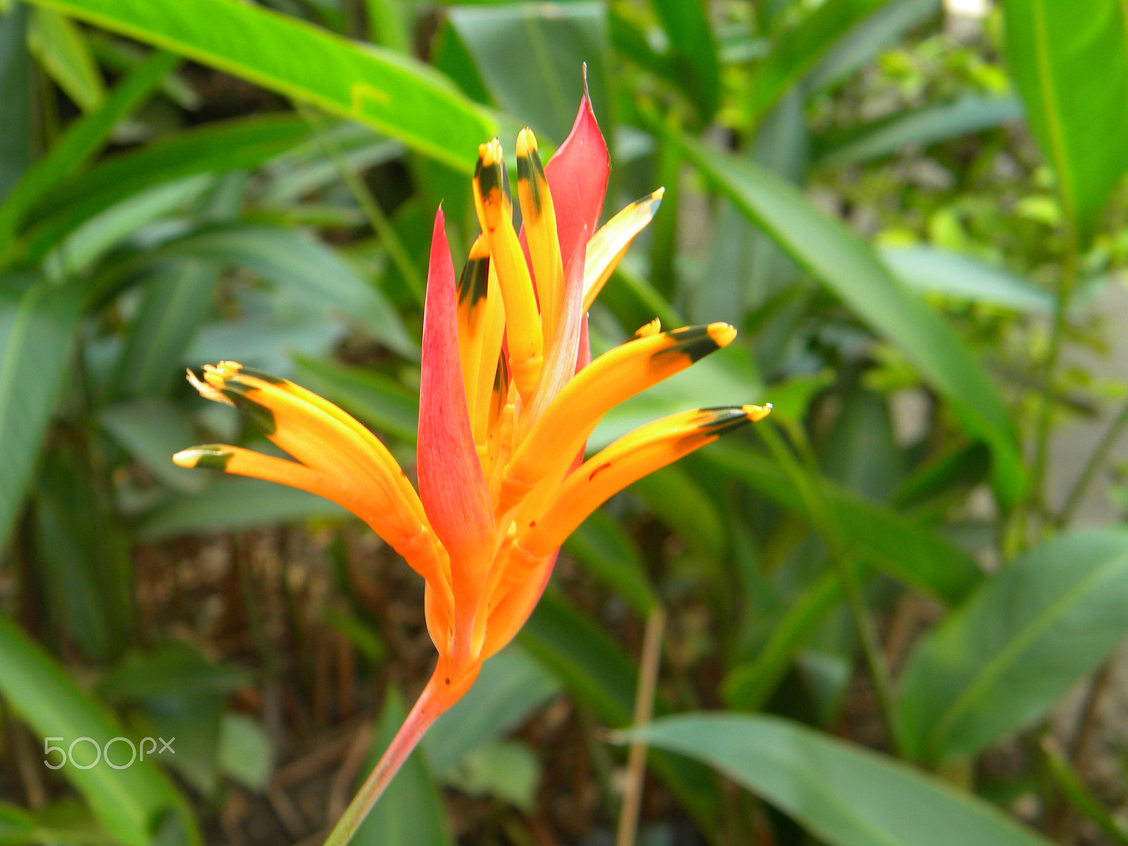 Nikon Coolpix L100 sample photo. Platanillo photography