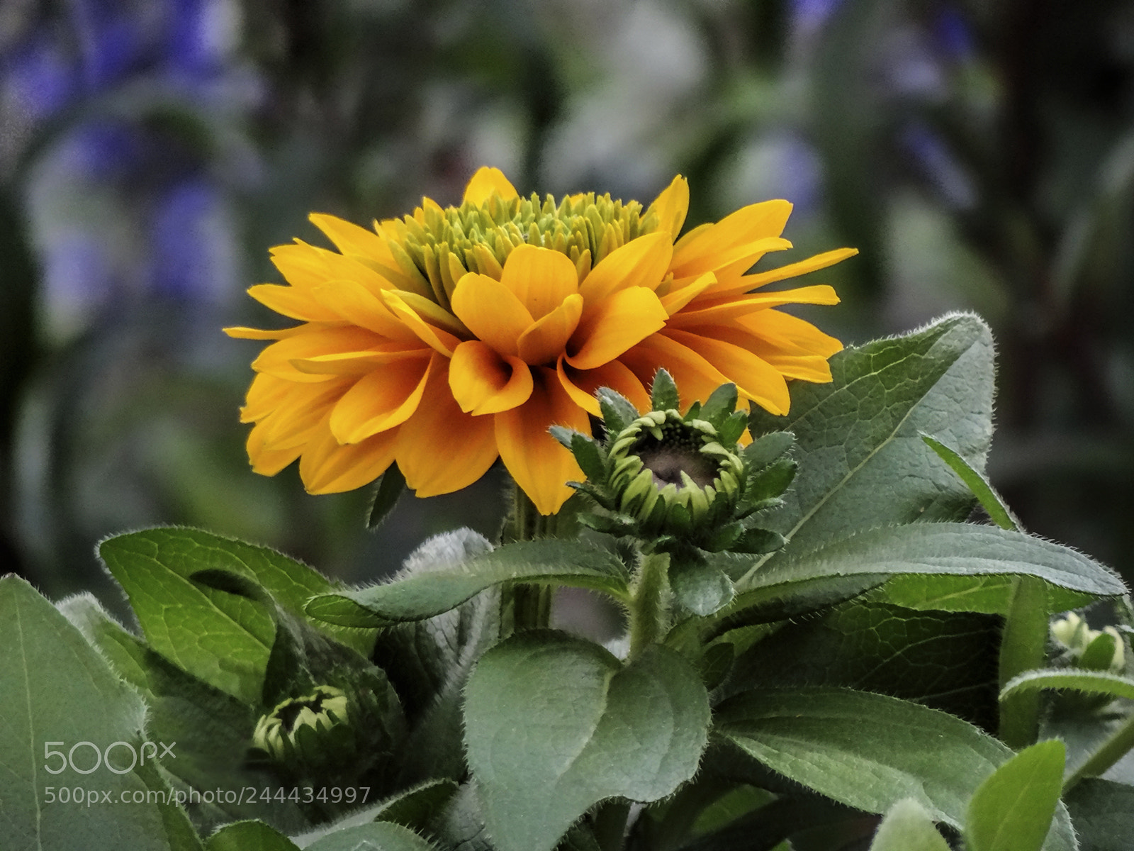 Sony Cyber-shot DSC-HX100V sample photo. Splendorous photography