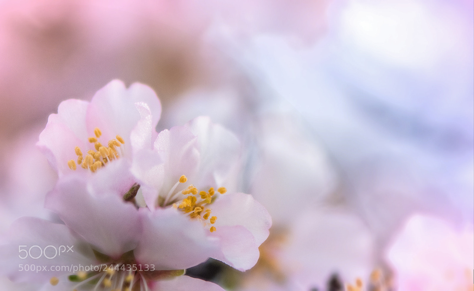 Nikon D850 sample photo. Blooming in the bloom photography
