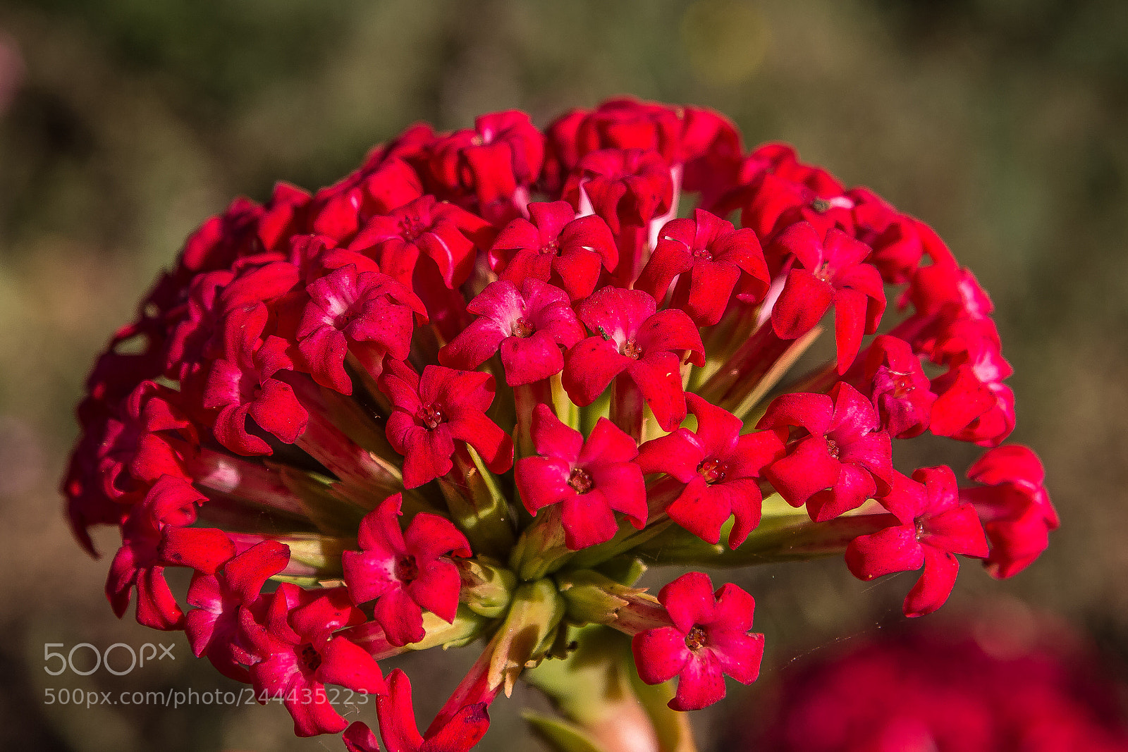 Canon EOS 60D sample photo. Crassula coccinea photography