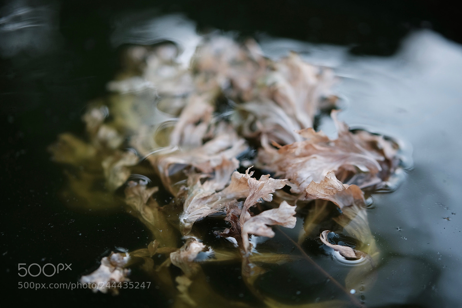 Fujifilm X-T10 sample photo. Submerging photography