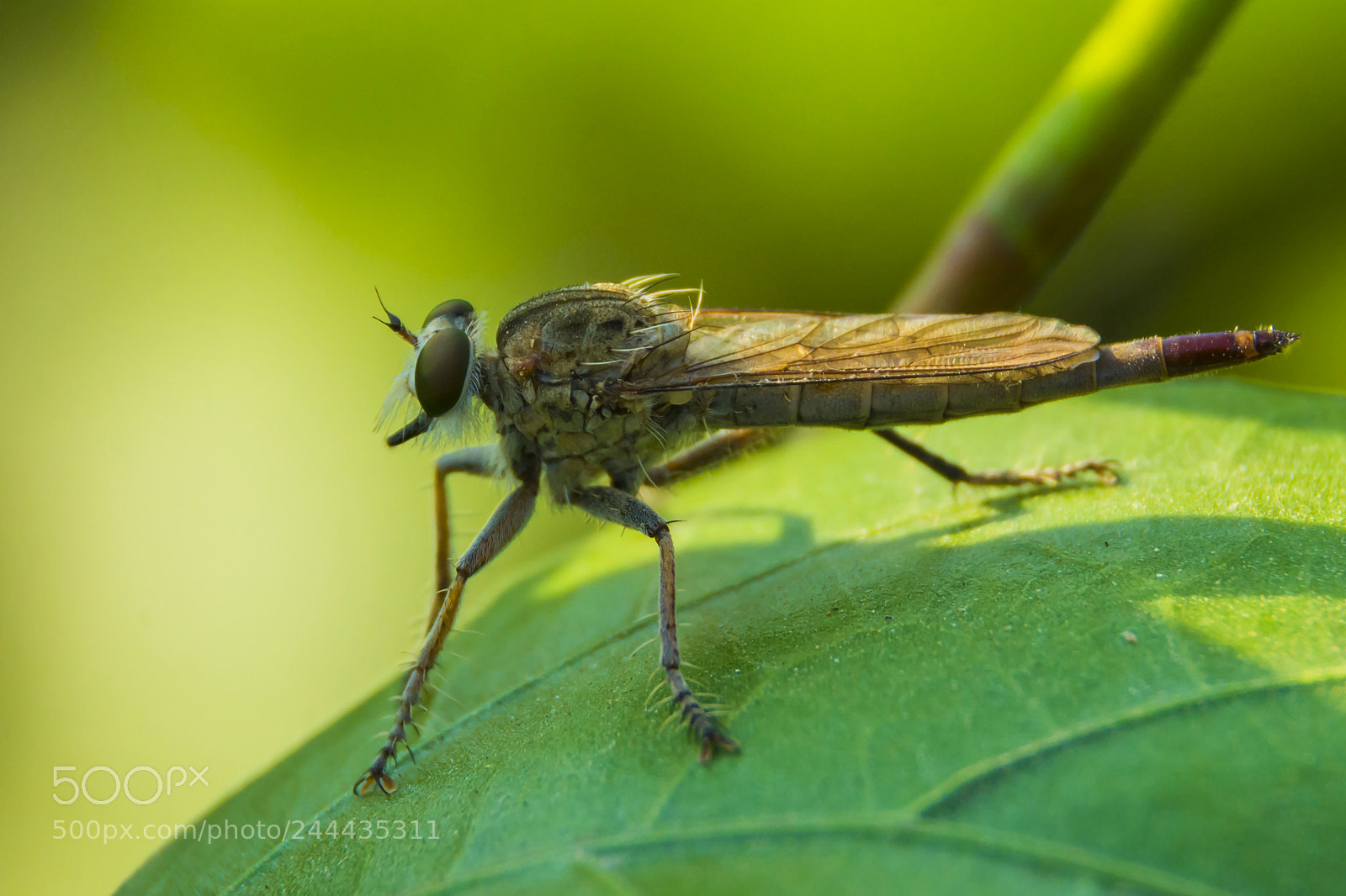 Nikon D7100 sample photo. Robber fly photography