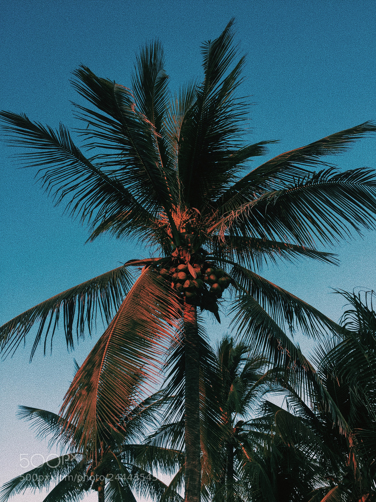 Apple iPhone 6 sample photo. Palmtree photography