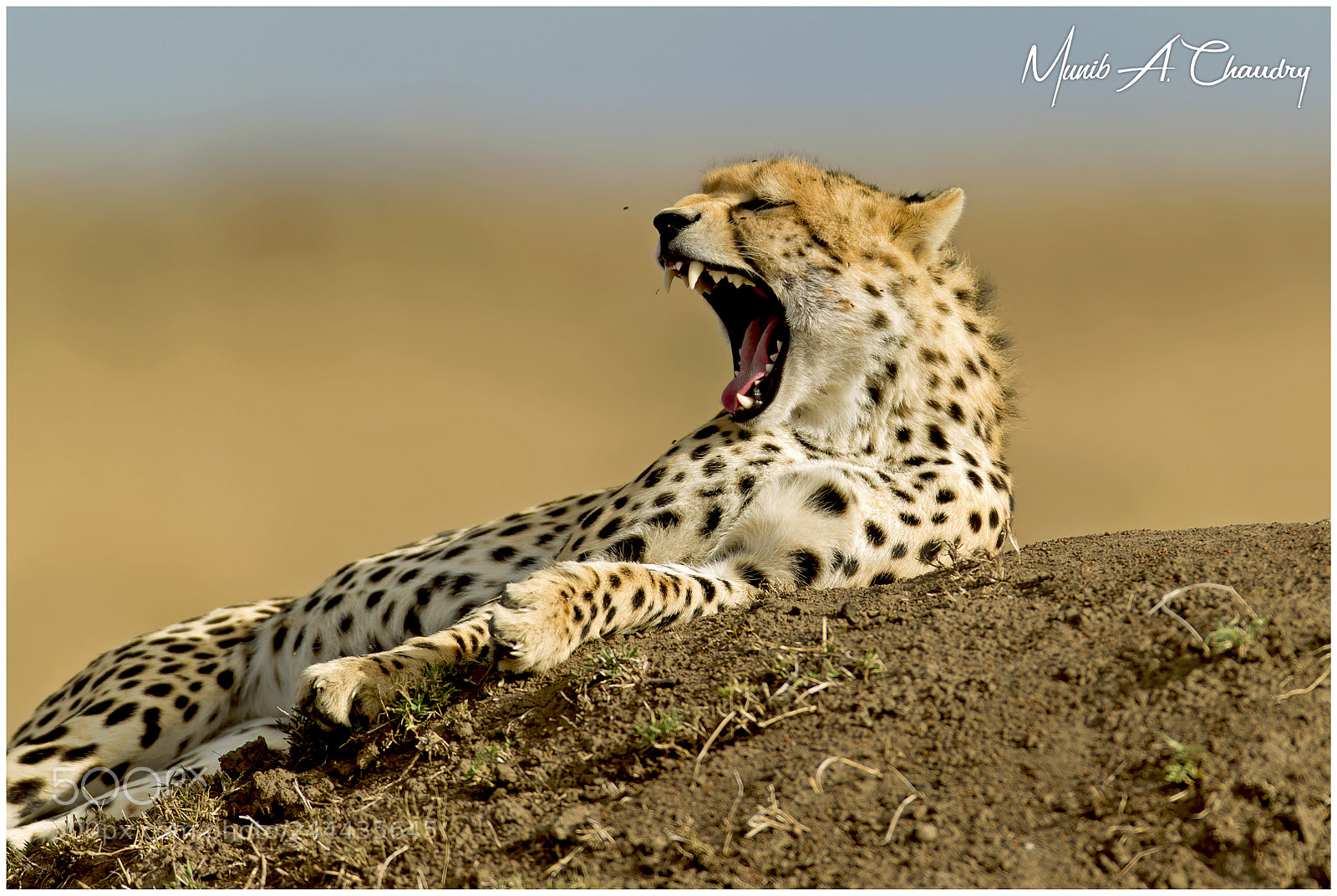 Canon EOS-1D Mark IV sample photo. The lone cheetah! photography