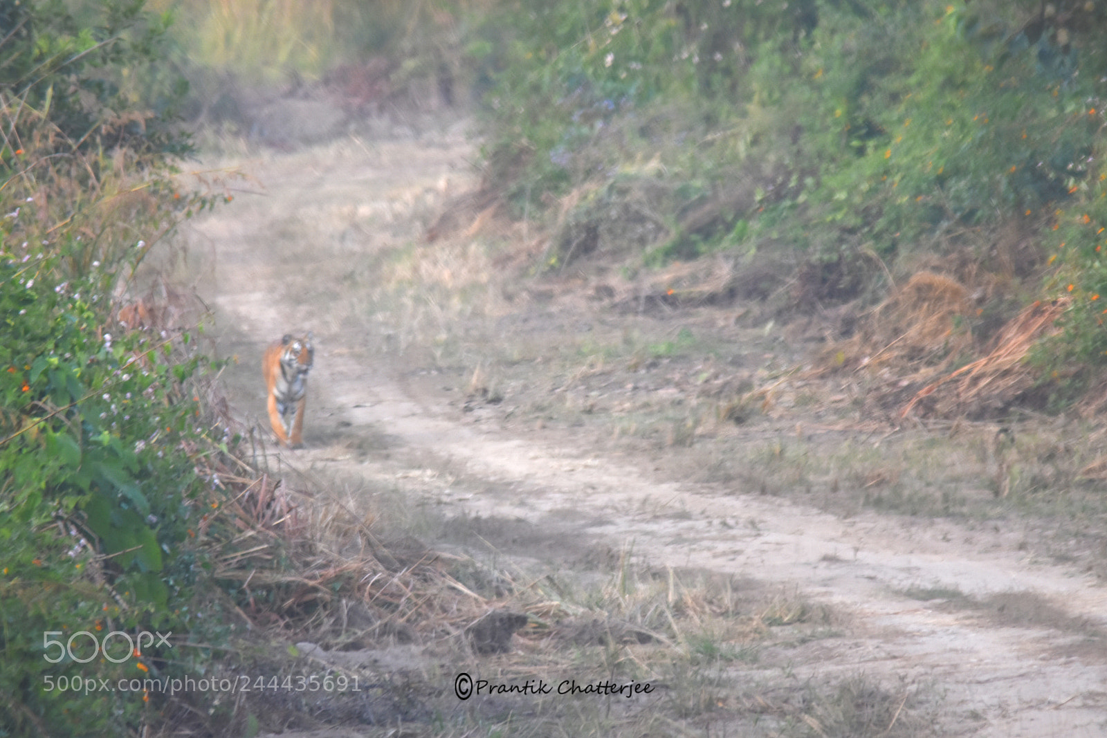 Nikon D7200 sample photo. Tiger on the prowl photography