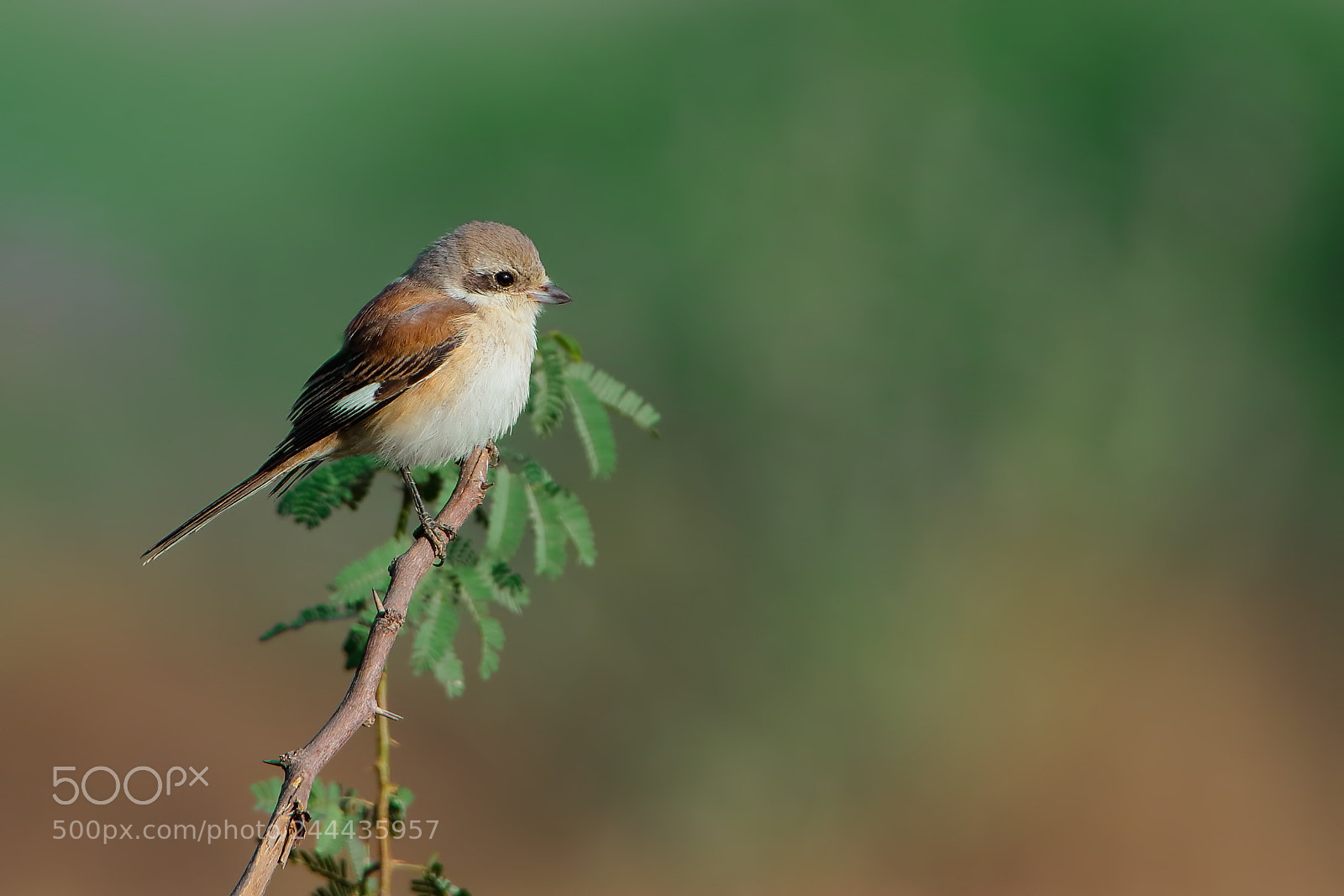 Canon EOS 7D Mark II sample photo. Long-tailed shrike photography