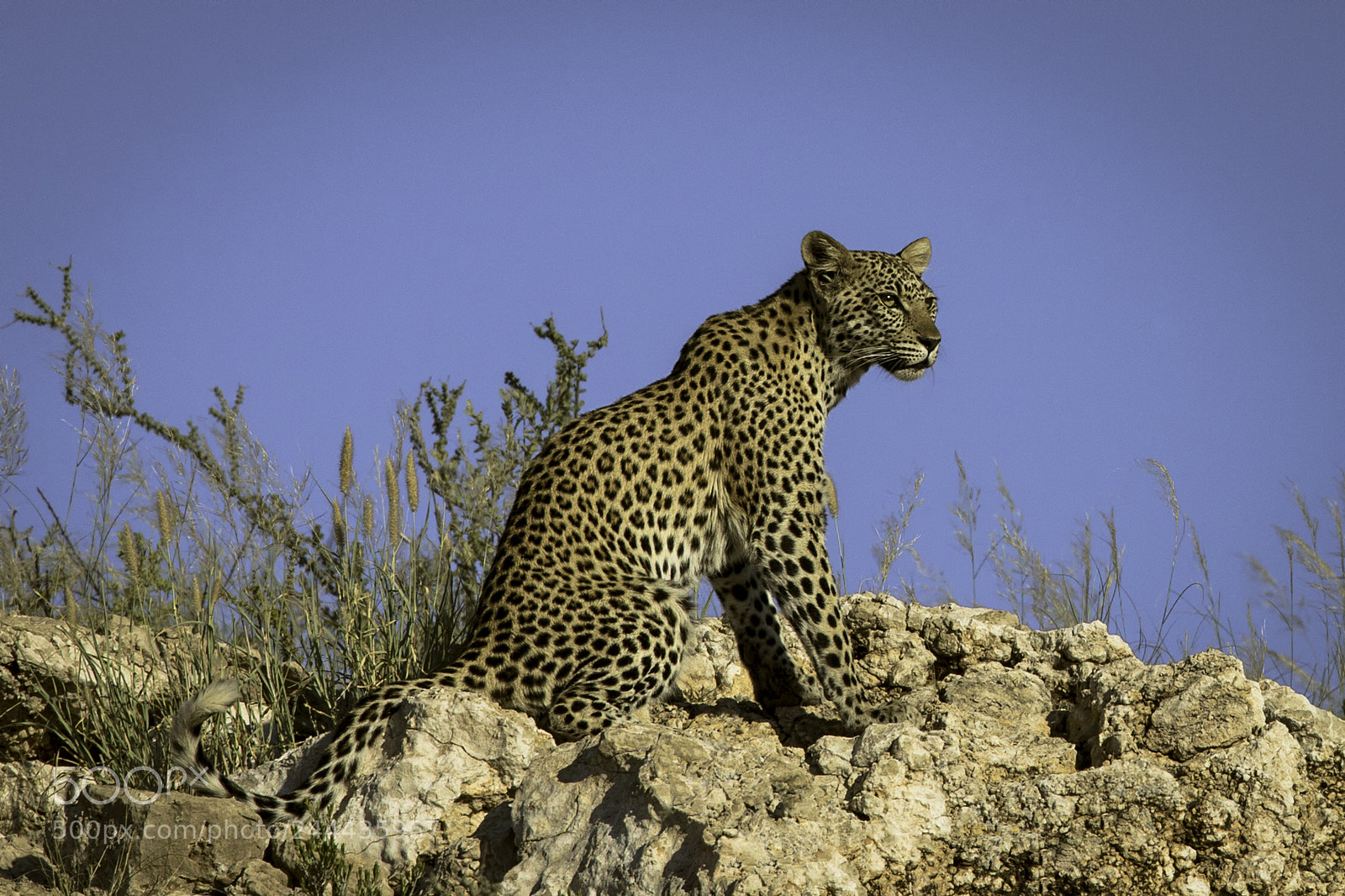 Canon EOS-1D X sample photo. Leopard on a ridge photography