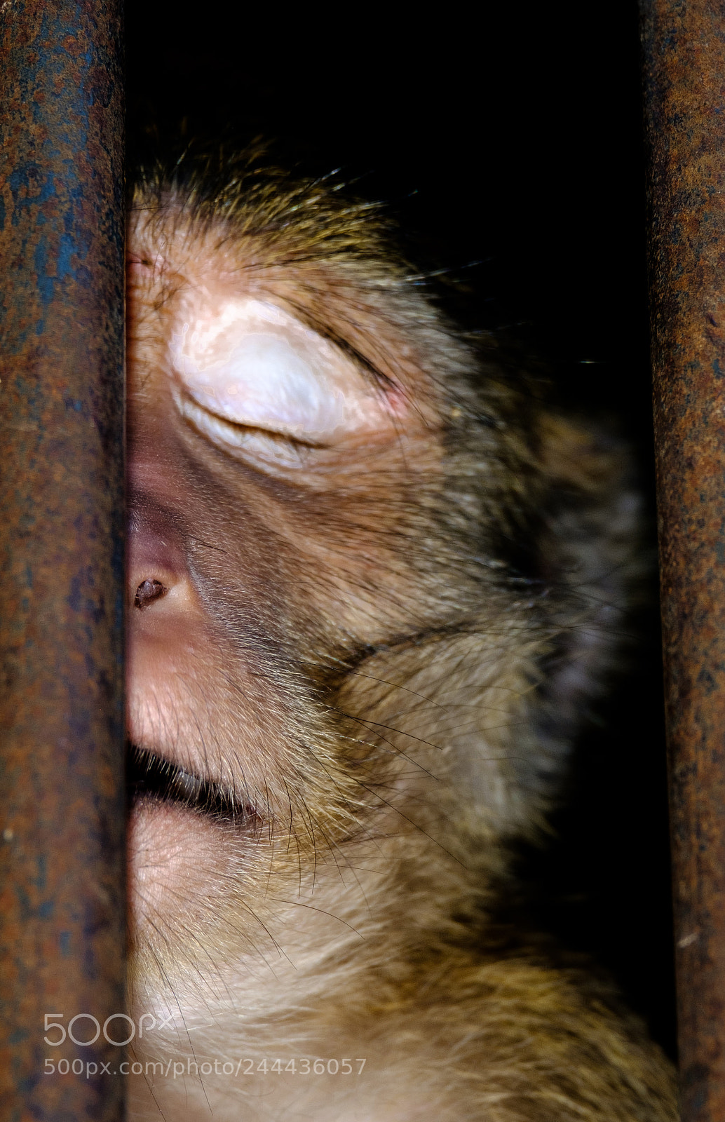 Fujifilm X-T20 sample photo. A sad monkey in photography