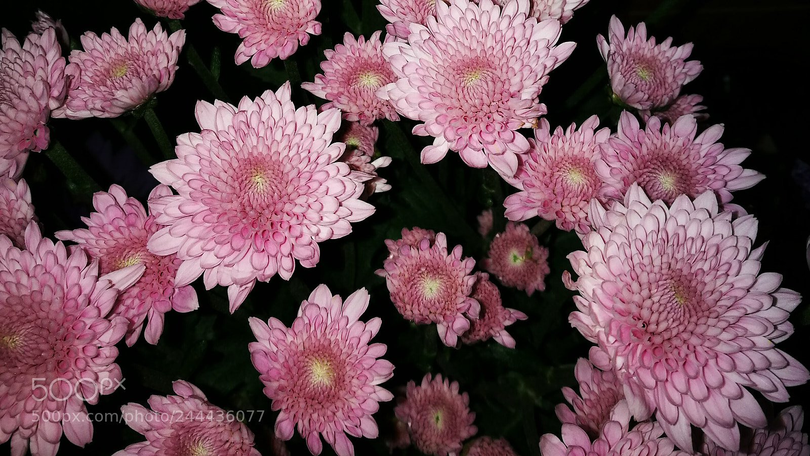 HUAWEI P9 sample photo. Daisies photography