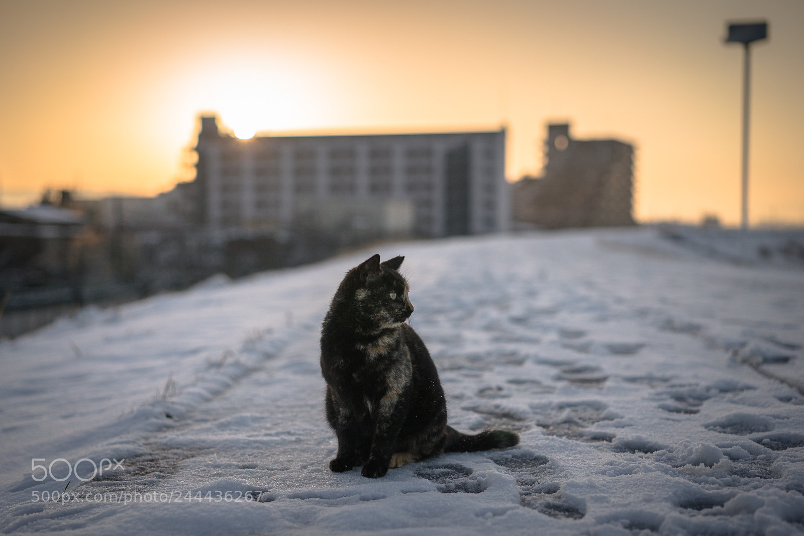 Sony a7S II sample photo. At sunrise photography